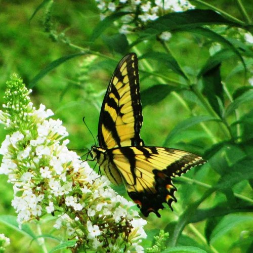 My wife, daughters and I planted some butterfly bushes a few years ago with the hopes of attracting butterflies to our backyard area—it worked! Here is an Eastern Tiger Swallowtail enjoying one of our bushes. —Stacy Holloman, Seven Spring, Tri-County EMC