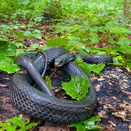 “Well, it just wouldn’t be NC without snakes! I cut this harmless racer out of some garden netting which can be a death sentence. Luckily, a lot of people find the snakes & give me a call in time!”—Stacy Schenkel, Hillsborough, Piedmont Electric