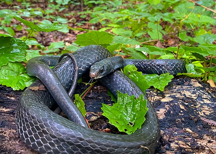 “Well, it just wouldn’t be NC without snakes! I cut this harmless racer out of some garden netting which can be a death sentence. Luckily, a lot of people find the snakes & give me a call in time!”—Stacy Schenkel, Hillsborough, Piedmont Electric