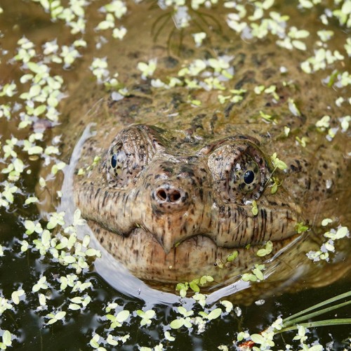I made my first visit to the Carolina Zoo in September 2020. So many exotic animals from around the globe! However, this turtle in a pond proved to be the most photogenic creature that I encountered. —Stephen Latus, Wake Forest, Wake Electric