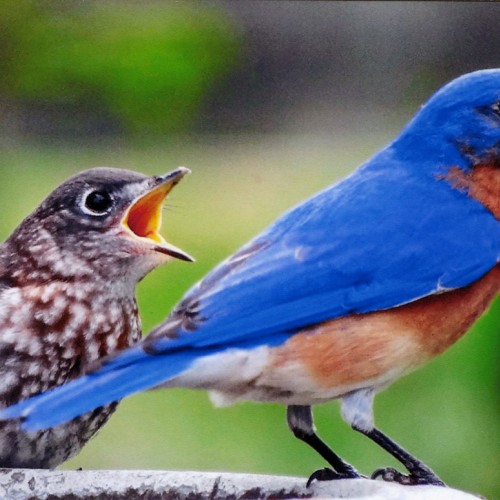 In my backyard, we enjoy feeding mealworms to bluebirds. This baby was begging for more! —Sue Woods-Eversole, Leland, A member of Brunswick Electric
