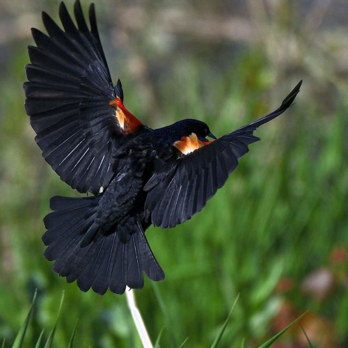 Just a beautiful red-winged blackbird. —Tammy Carbone, Dunn