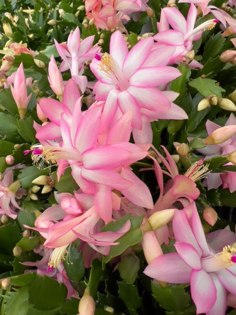 Snappy Seasonal Blooms with Christmas Cactus