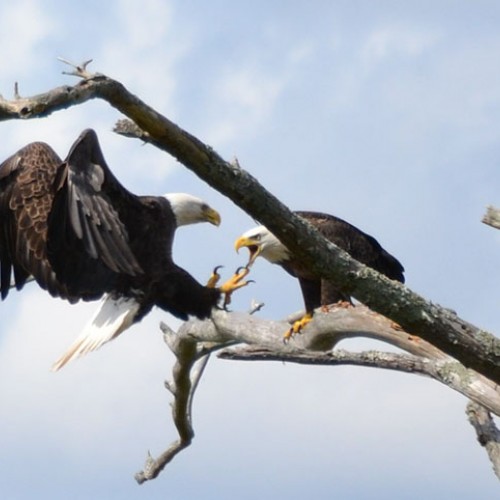 A pair of bald eagles frequents the trees near our waterfront house. They’re very talkative and active, flying back and forth across the river. One appeared to get scolded for landing on the same branch. —Thomas Snyder, Washington, Tideland EMC