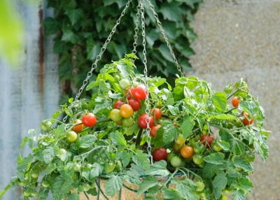 How to Grow Container Tomatoes