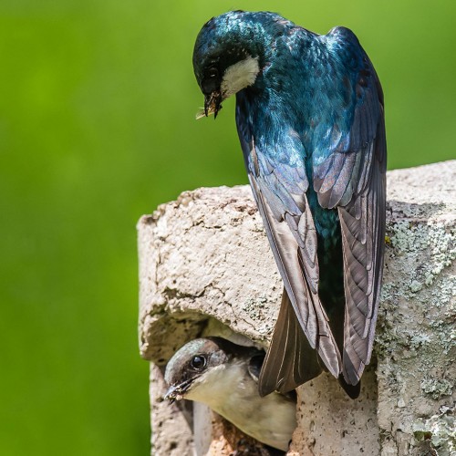 Feeding time for the growing tree swallows. —Tommy Ballard, Alexis, Rutherford EMC