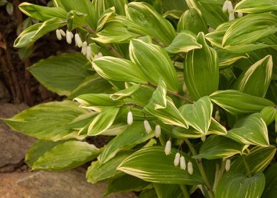 Sing a song of Solomon’s seal