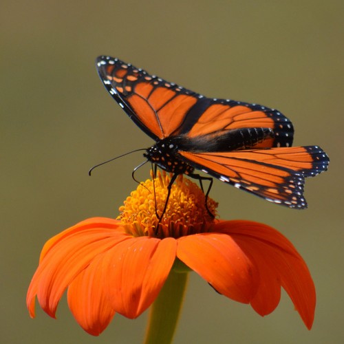 This Monarch butterfly enjoys a Mexican Sunflower in our large pollinator garden. I love how the Monarch looks like an extension of the flower with the same shade of orange. —Wendy Bailey, Union Grove, EnergyUnited