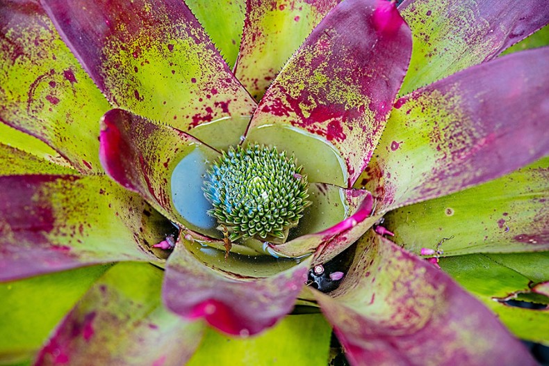 Bromeliad Beauty