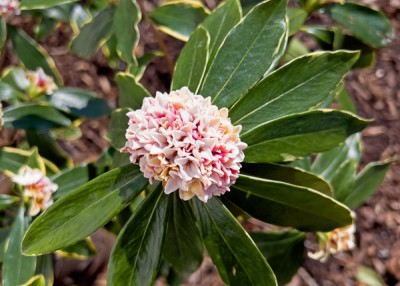 Winter Daphne is a Cold Weather Delight