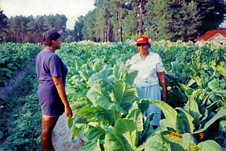 The Women Tobacco Farmers in My Life
