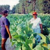 The Women Tobacco Farmers in My Life