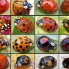 Are Lady Bugs Invading Your Home?