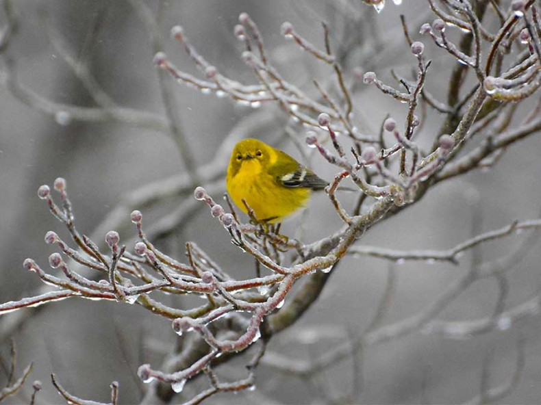 Hungry Yellow Bird