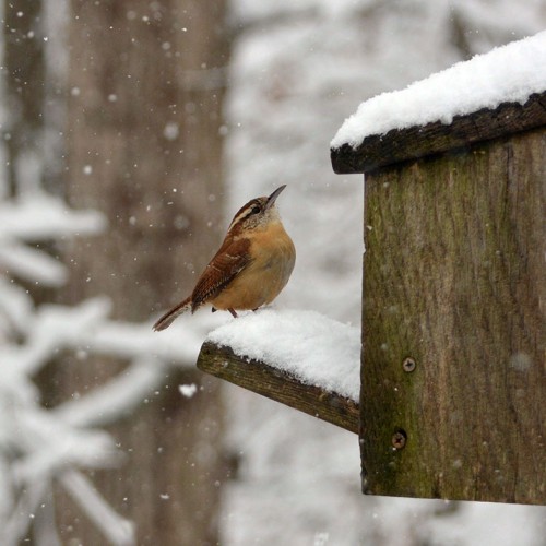 This little Carolina Wren is looking to make sure that I filled up the bird feeder. I love taking pictures of the birds that come to our feeder! —Cindy Barnes, Midland, A member of Union Power	
