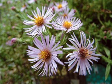 Native Plants for All Seasons