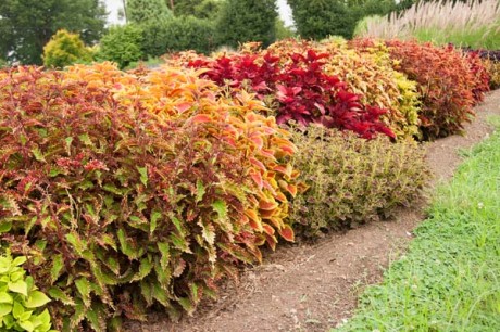 Color your world  with sun coleus
