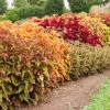 Color your world  with sun coleus