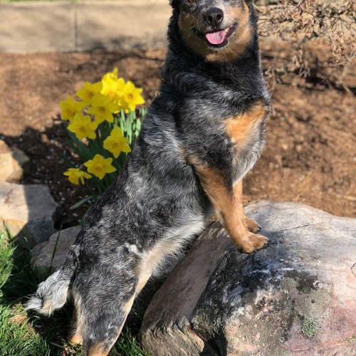 Henna, my foster dog, enjoys the spring weather. Henna is available for adoption through Happy Tails Rescue, Inc. —Daniell Setzer, Hildebran