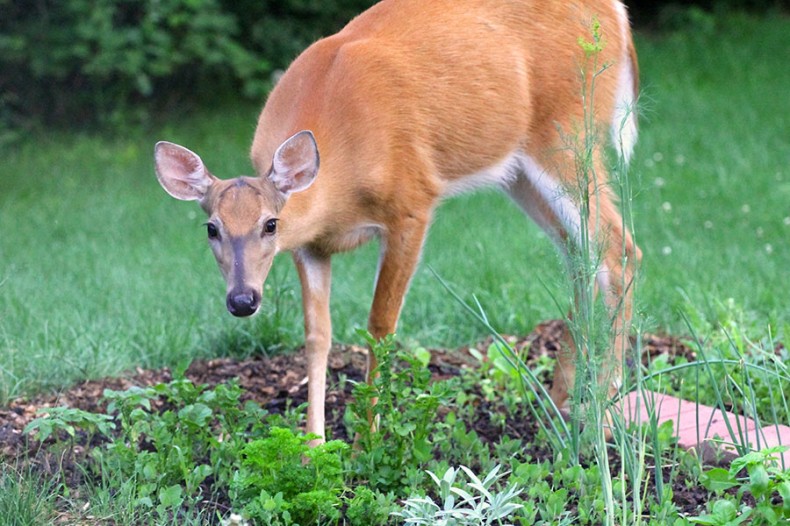 Guard Your Garden from Deer
