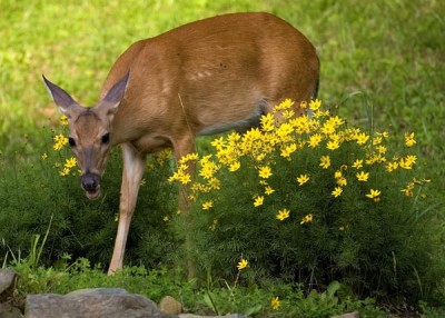 How to Keep Deer and Rabbits Out of Your Gardens