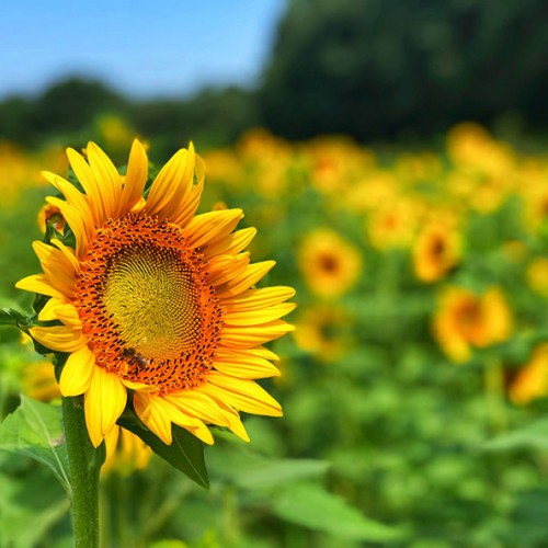 I went to the sunflower fields at Odom Farms in Goldsboro in August. It was a gorgeous day with beautiful sunflowers just waiting to get their pictures taken! —Denise Ruffin, Goldsboro, Carteret-Craven Electric Cooperative