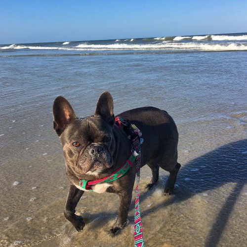 This is my granddaughter Karley Davidson's French bulldog, Bella Mia enjoying her first trip to Carolina Beach. —Diana Key, Robbins, Randolph EMC