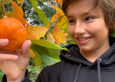 Finding & Prepping Persimmons for Baking