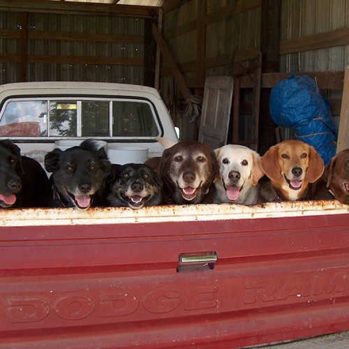 Dogs love trucks! For the past 20 years, we load the dogs up when we go to drop off recyclables in northern Duplin County. Left to right are Pretty, Ronie, Katie, Jack, Honey, Ryan, and Bo. Unseen up front is JT.—Gene Lilley, Mount Olive, Tri-County EMC