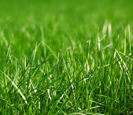 North Carolina Grass