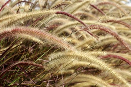 Grasses Are More Than Green
