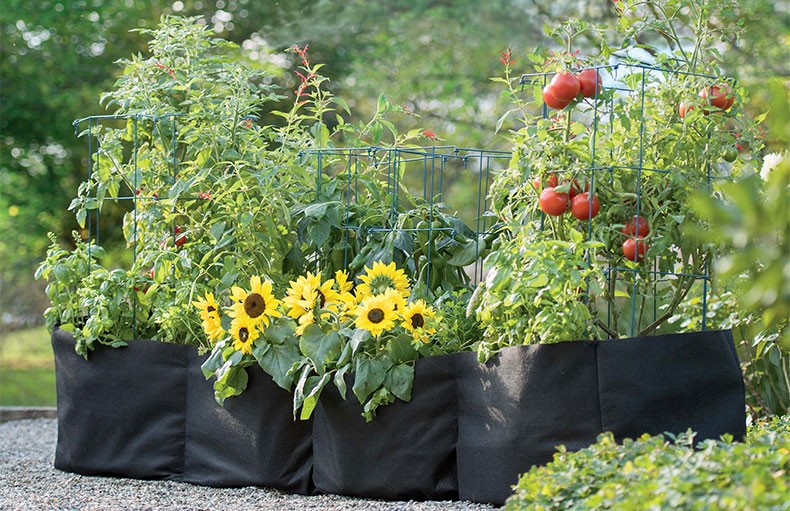 Portable Gardening: Growing Tomatoes, Peppers, and Herbs in Burlap