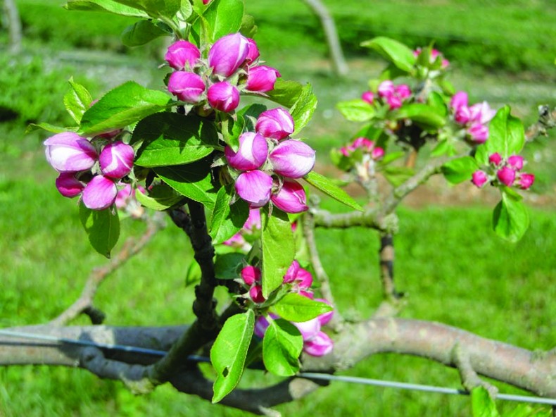 Apple Tree Cuttings Help African, Asian Farmers