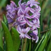 Plant Hyacinths Now for a Fragrant Spring