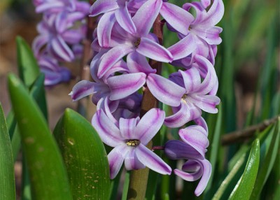 Plant Hyacinths Now for a Fragrant Spring