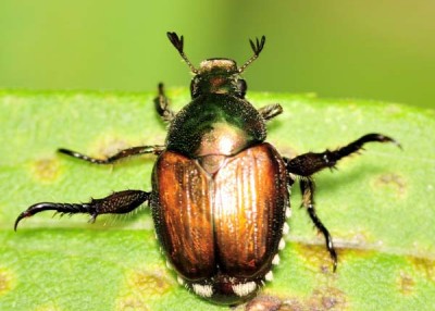 Invasion of the Japanese beetles