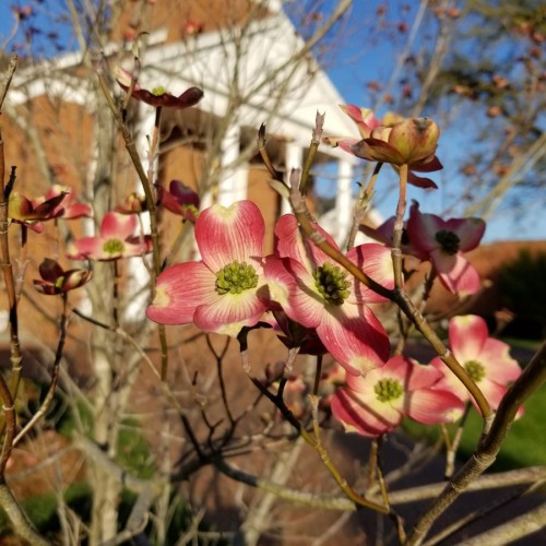 Upon a recent trip to Concord this past spring, I took this picture. It captures the delicate innocence of spring with the budding dogwood flower and southern traditions via the pillars of the church in the background.—Jessica Petot, Palm Harbor, FL 