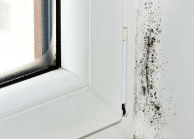 Take care of mold before it turns ugly