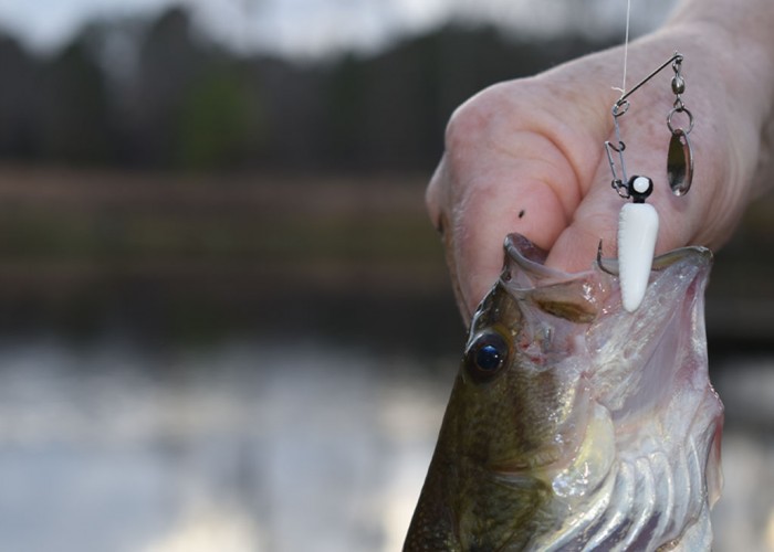 Small Lures Can Land a Big Catch