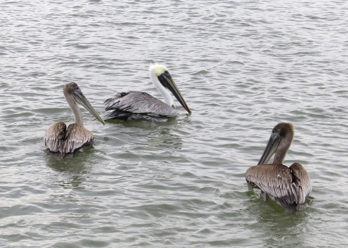A Lucky Pelican’s Tale of Hope