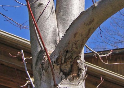 How to identify tree hazards