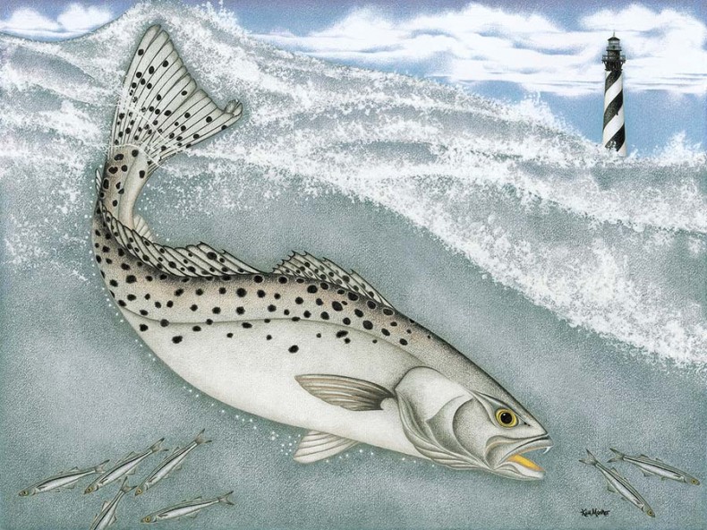 A Meditation on the Speckled Trout