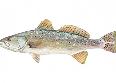 NC Wildlife Update: Spotted Seatrout Closure