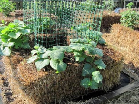 How To Grow A Straw-Bale Garden
