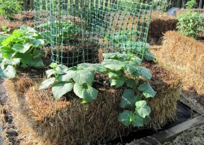 How To Grow A Straw-Bale Garden