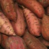 Sweet potatoes love North Carolina’s sandy soil 