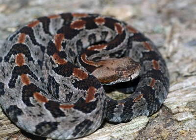 Truth or Fiction: Top Misconceptions About Snakes