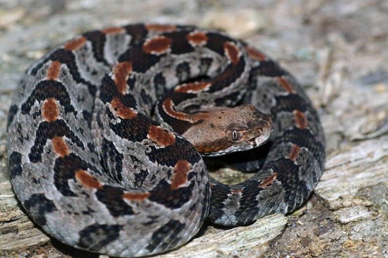Truth or Fiction: Top Misconceptions About Snakes