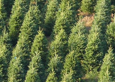 North Carolina Christmas Trees