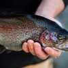 Catch of the Day: Trout Farming in NC